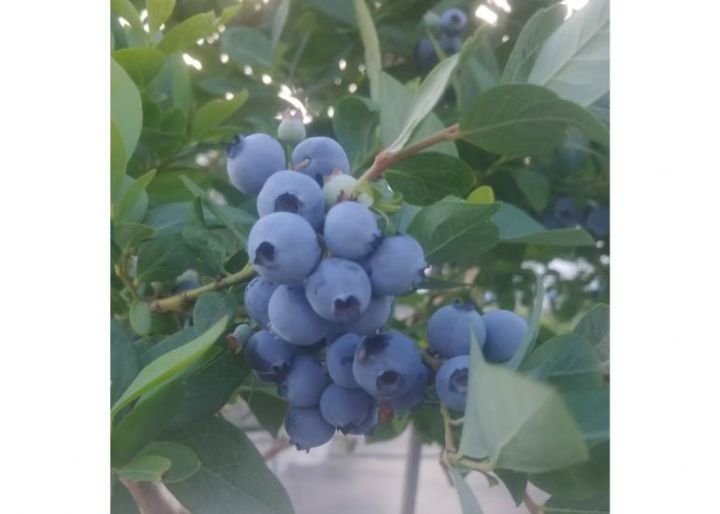幸（Sachi）Blueberry Farm